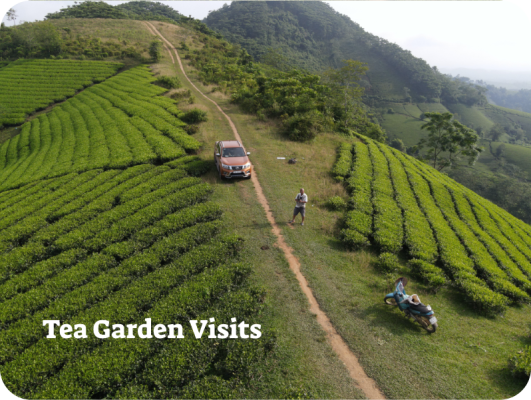 Tea Garden Visits